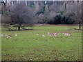 The deer park at Ashton Court in BS41 9LX
