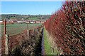Monarch's Way heading towards Long Ashton in BS41 9FE