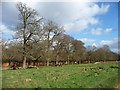 Winter trees by the boundary wall, Richmond Park in TW10 6LF