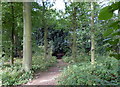 Path through woodland at Purley Park in CV9 2RQ