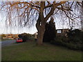 Willow tree on Clay Lane, Jacobswell in GU3 3EL