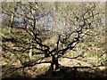 Gnarled tree in the Jumbles Country Park in BL7 0DP