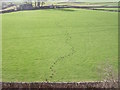 Molehill trail across a field at Lees Barn in Eaton and Alsop