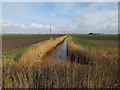 Ditch near Bulldog Bridge in CB7 4SU
