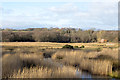 Reed bed at Low Barns Nature Reserve in DL14 0AL