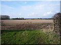 Stubble field west of National Cycle Route 1 in YO11 3ES