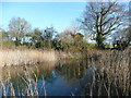 Pond in the Nine Springs nature reserve, Hitchin in SG4 0NF