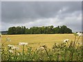 Copse and wheat, Nether Wallop in SP5 1BP