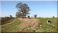 Trees growing on a field's edge in Hales
