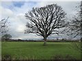 Lone tree in a field north of the Trailway in DT10 1DF