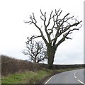 Tree by A357 near New Cross Gate in DT10 2BY