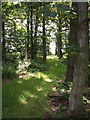 Inside Knowle Wood looking South in Singleton