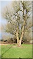 A well preserved fine old specimen of a willow tree in BS11 0SR