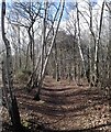 Woods on Horsell Common in GU21 4YN