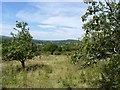 Orchard at Adam's Green, near Halstock in BA22 9SN