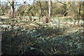 Snowdrops at Askham Richard in YO23 3PT