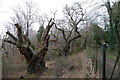 Old trees in the Ashton Court deer park in BS8 3DZ