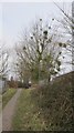 Mistletoe parasitising trees -a common sight in Somerset in BS11 0QL