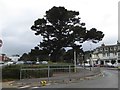 Evergreen tree, Banks Road, Sandbanks in BH13 7RA