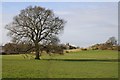 Oak tree and Wychbold church in B60 4BG