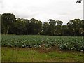 Brassica crop, Cardean in PH12 8RJ