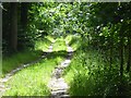 Track in Warner's Copse in SP5 1EW