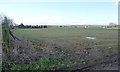 Winter cereals above the valley of Wath Beck in Wath