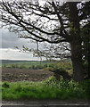 Farmland near Wentworth (1) in S62 7SQ