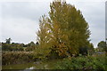 Trees lining the Kennet & Avon Canal in SN8 3JF