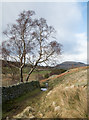 Tree beside dry stone wall in Matterdale