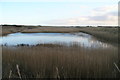 Reedbeds at Wolla Bank in PE24 5XH