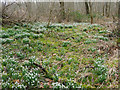 Snowdrops in the woodland by East Lodge, Rosehaugh in IV9 8RX