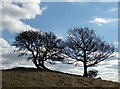 Trees on a ridge west of Pentrich (I) in DE5 3RH