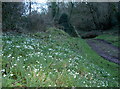 Snowdrops by the stream in TA23 0SX