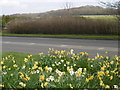 Daffodils on Birchwood Road in DA2 7NB