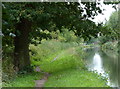 Tree along the towpath of the Birmingham and Fazeley Canal in B78 3TG