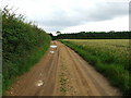 Track From Rence Park Farm in IP9 1DB