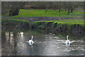 Swans on the Blackwater River in GU17 0NP