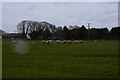 Bridgwater : Grassy Field & Sheep in TA6 4XG