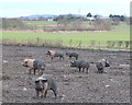 Pig farming near Lyelake Plantation in L39 0EQ