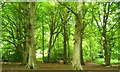 Borthwood Copse in PO36 0JY