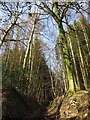 Trees and path in Coed Rhiw'r Ceiliog in CF15 7PQ