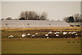 Whooper Swans, Green Lane, Holmes in PR4 6JH