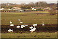 Whooper Swans (Cygnus cygnus), Green Lane, Holmes in PR4 6JH