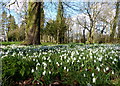 Snowdrops in Braunstone Park in LE3 1JN