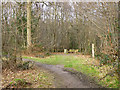 Path and bench, Belfairs Nature Reserve in SS7 2RF