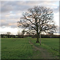 Tree on footpath through arable land, Great Baddow in CM2 9JR