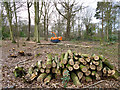 Coppiced area, Belfairs Great Wood in SS9 3RB
