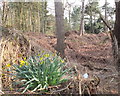 Early daffodils in Whalley's Wood, Rainford in WA11 8DT