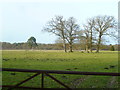 Trees in field by Hampers Lane in RH13 6DG
